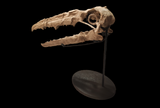 Extremely rare Odontopteryx skull