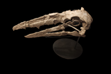 Extremely rare Odontopteryx skull