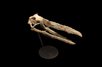 Extremely rare Odontopteryx skull