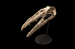 Extremely rare Odontopteryx skull