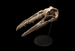 Extremely rare Odontopteryx skull