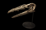 Extremely rare Odontopteryx skull