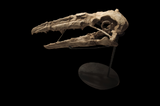 Extremely rare Odontopteryx skull