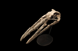 Extremely rare Odontopteryx skull