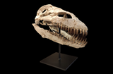 Superb Zarafasaura Oceanis Plesiosaur skull