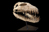 Superb Zarafasaura Oceanis Plesiosaur skull