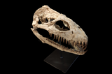 Superb Zarafasaura Oceanis Plesiosaur skull