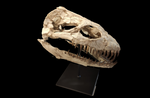 Superb Zarafasaura Oceanis Plesiosaur skull