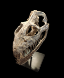 Superb Zarafasaura Oceanis Plesiosaur skull