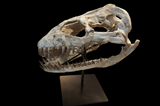 Superb Zarafasaura Oceanis Plesiosaur skull