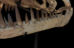 Superb Zarafasaura Oceanis Plesiosaur skull