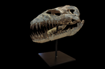 Superb Zarafasaura Oceanis Plesiosaur skull