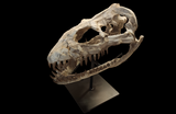 Superb Zarafasaura Oceanis Plesiosaur skull