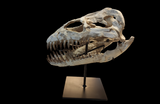 Superb Zarafasaura Oceanis Plesiosaur skull