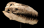 Superb Zarafasaura Oceanis Plesiosaur skull