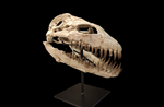 Superb Zarafasaura Oceanis Plesiosaur skull