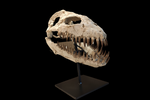 Superb Zarafasaura Oceanis Plesiosaur skull