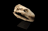 Superb Zarafasaura Oceanis Plesiosaur skull