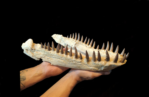 Museum grade Zarafasaura oceanis plesiosaur jaw