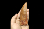 Huge Carcharodontosaurus Saharicus dinosaur tooth 13 cm