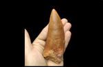 Huge Carcharodontosaurus Saharicus dinosaur tooth 13 cm