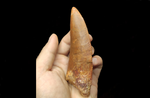 Huge Carcharodontosaurus Saharicus dinosaur tooth 13 cm