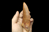 Huge Carcharodontosaurus Saharicus dinosaur tooth 13 cm