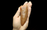 Huge Carcharodontosaurus Saharicus dinosaur tooth 13 cm