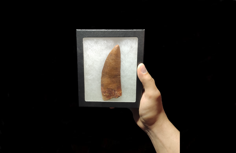 Huge Carcharodontosaurus Saharicus dinosaur tooth 13 cm