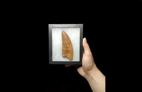 huge Carcharodontosaurus Saharicus dinosaur tooth 13.5 cm