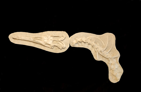 Perfectly preserved Gavialimimus almaghribensis Mosasaur skeleton 180cm