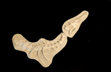 Perfectly preserved Gavialimimus almaghribensis Mosasaur skeleton 180cm