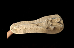 Perfectly preserved Gavialimimus almaghribensis Mosasaur skeleton 180cm