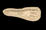 Perfectly preserved Gavialimimus almaghribensis Mosasaur skeleton 180cm