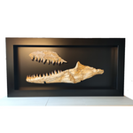 Spectacular frame with set of Prognathodon Mosasaur jaws