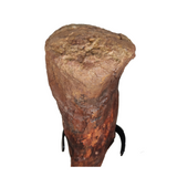 Ultra rare Sauropod Dinosaur fibula bone