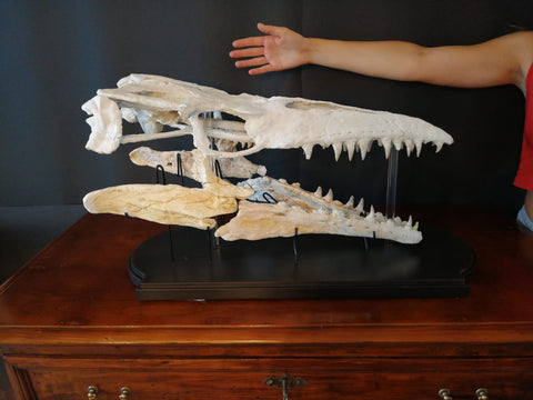 3D prepared Mosasaurus SP. Fossil skull