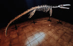 Museum grade 5 Meter Eremiasaurus Mosasaur skeleton