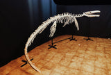 Museum grade 5 Meter Eremiasaurus Mosasaur skeleton