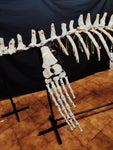 Museum grade 5 Meter Eremiasaurus Mosasaur skeleton