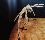 Museum grade 5 Meter Eremiasaurus Mosasaur skeleton