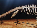 Museum grade 5 Meter Eremiasaurus Mosasaur skeleton