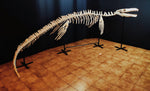 Museum grade 5 Meter Eremiasaurus Mosasaur skeleton