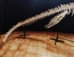 Museum grade 5 Meter Eremiasaurus Mosasaur skeleton