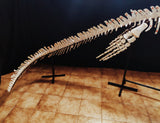 Museum grade 5 Meter Eremiasaurus Mosasaur skeleton