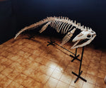 Museum grade 5 Meter Eremiasaurus Mosasaur skeleton