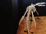 Museum grade 5 Meter Eremiasaurus Mosasaur skeleton