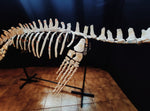 Museum grade 5 Meter Eremiasaurus Mosasaur skeleton