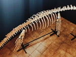 Museum grade 5 Meter Eremiasaurus Mosasaur skeleton