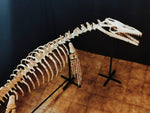 Museum grade 5 Meter Eremiasaurus Mosasaur skeleton